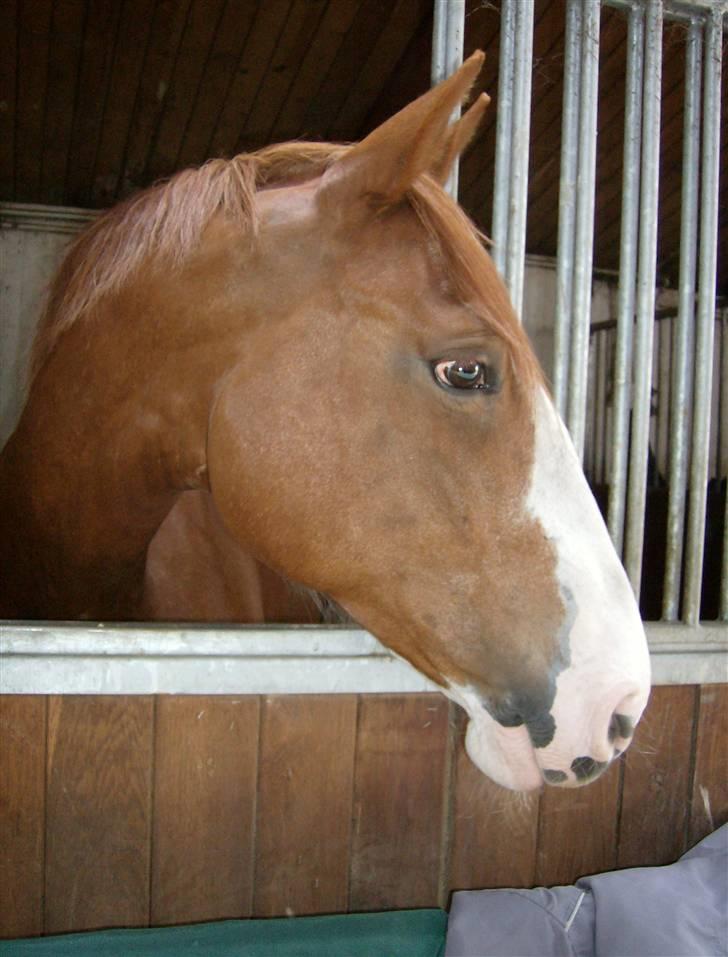 Frederiksborg Chaca Kronborg R.I.P. billede 9