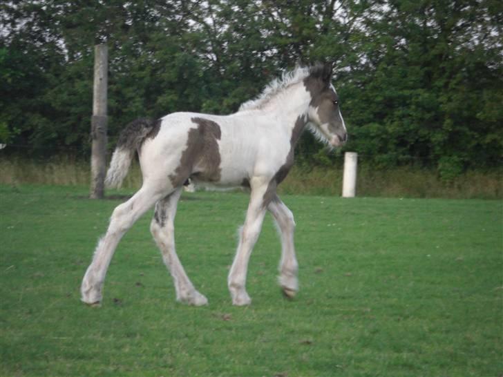 Tinker Sky's Bad Bono  billede 11