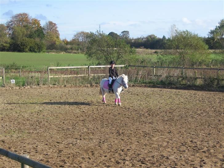 Shetlænder Tilde - Rider til stævne...:-) billede 2