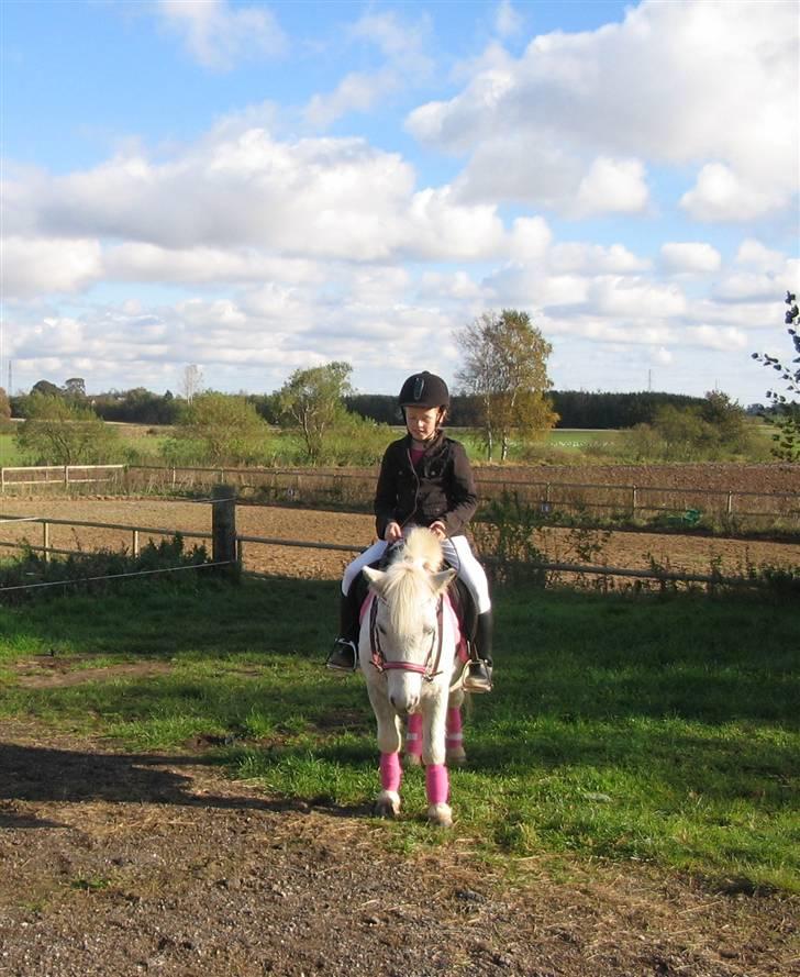 Shetlænder Tilde billede 3