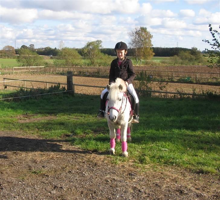 Shetlænder Tilde billede 4