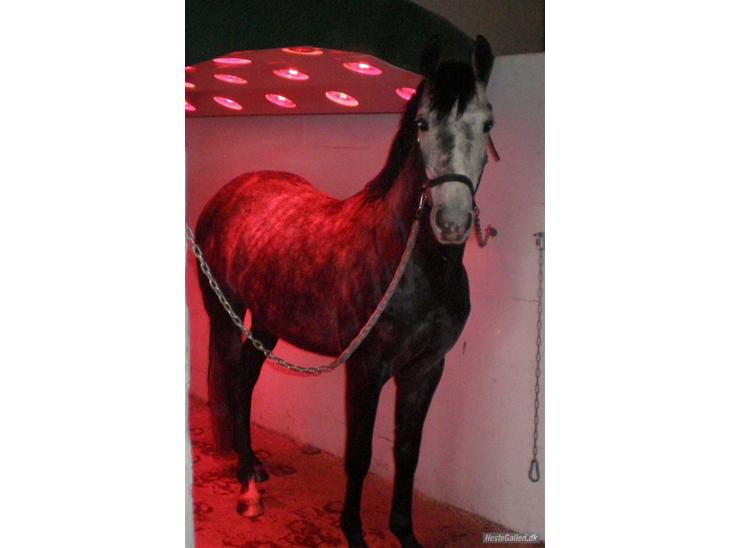 {{currentPhoto.altText}} billede {{currentPhoto.number}}