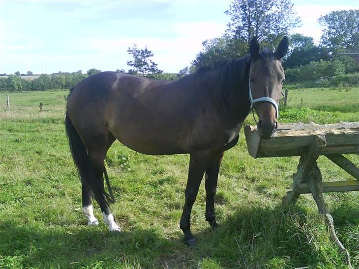 {{currentPhoto.altText}} billede {{currentPhoto.number}}