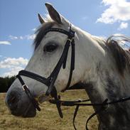 DSP Sørupgaards Stella UDLÅNT