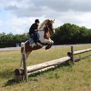 Pinto Araber Rainbow Picata