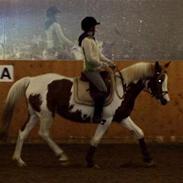 Pinto Araber Rainbow Picata