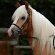 Haflinger Starlight *RIP*