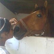 Anden særlig race | Laban | VSR | rider :D