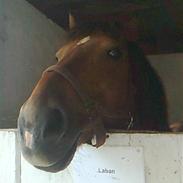 Anden særlig race | Laban | VSR | rider :D