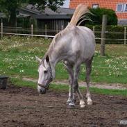 Dansk Varmblod Luna <3 Prinsessen R.I.P 01.11.12 <3