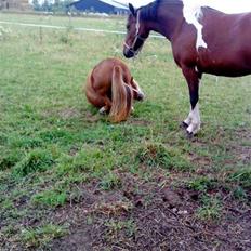 Welsh Mountain (sec A) Malina