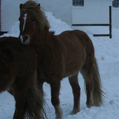 Islænder Modi fra langtved