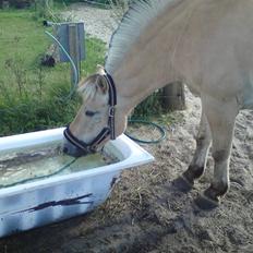 Fjordhest Rune Åby Farvel Min Skat.