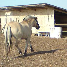 Fjordhest Rune Åby Farvel Min Skat.