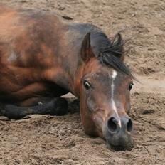 Arabisk fuldblod (OX) Duval