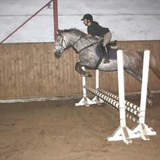 Anden særlig race Ørum´s Ayrton