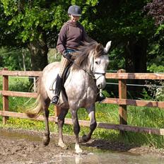 Anden særlig race Ørum´s Ayrton