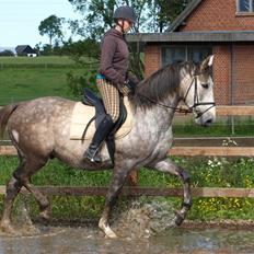 Anden særlig race Ørum´s Ayrton