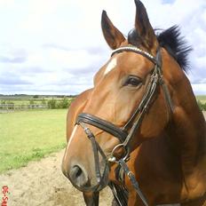 Dansk Varmblod chateau