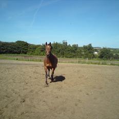 Dansk Varmblod chateau