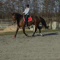 Dansk Varmblod chateau