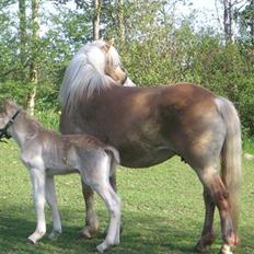 Haflinger Noah hestvang solgt