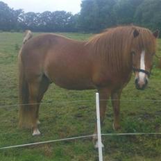 Islænder Iði  x-part