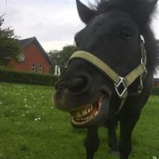 Shetlænder Fellin Af Nørvang