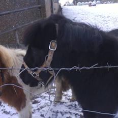 Shetlænder Fellin Af Nørvang