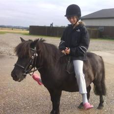 Shetlænder Fellin Af Nørvang