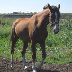 Hollandsk Varmblod Tøsen<3