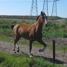 Hollandsk Varmblod Tøsen<3