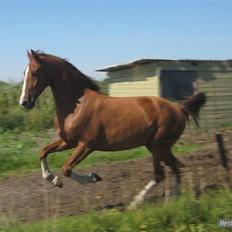 Hollandsk Varmblod Tøsen<3