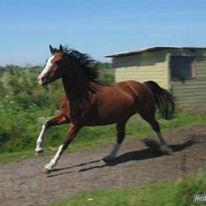 Hollandsk Varmblod Athena Arenda <33