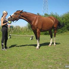 Hollandsk Varmblod Athena Arenda <33