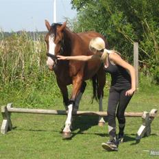 Hollandsk Varmblod Athena Arenda <33