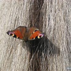 Fjordhest Tott Superbollen <33 R.I.P