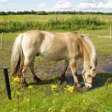 Fjordhest Tott Superbollen <33 R.I.P