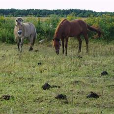 Fjordhest Tott Superbollen <33 R.I.P