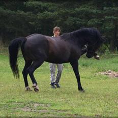 New Forest ».Elmholts Gefion.