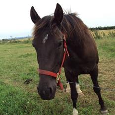 Anden særlig race Nørrelides Sir Duke RIP
