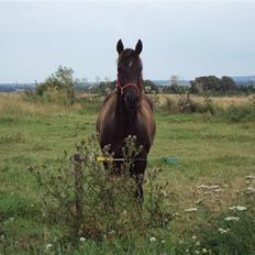 Anden særlig race Nørrelides Sir Duke RIP