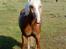 Haflinger Starlight *RIP* - =0)