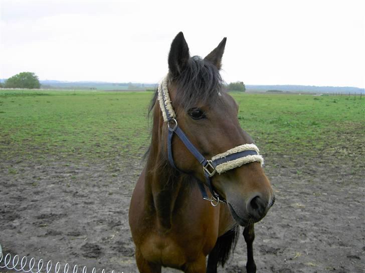 Traver *Christella* <3 - velkommen til christella´s profil. nyd billederne billede 1