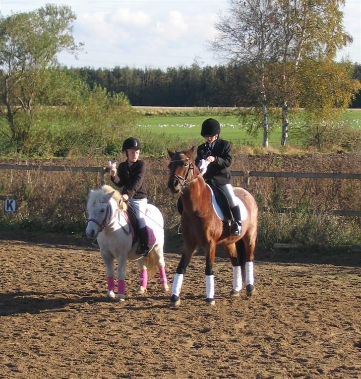 Shetlænder Tilde billede 5