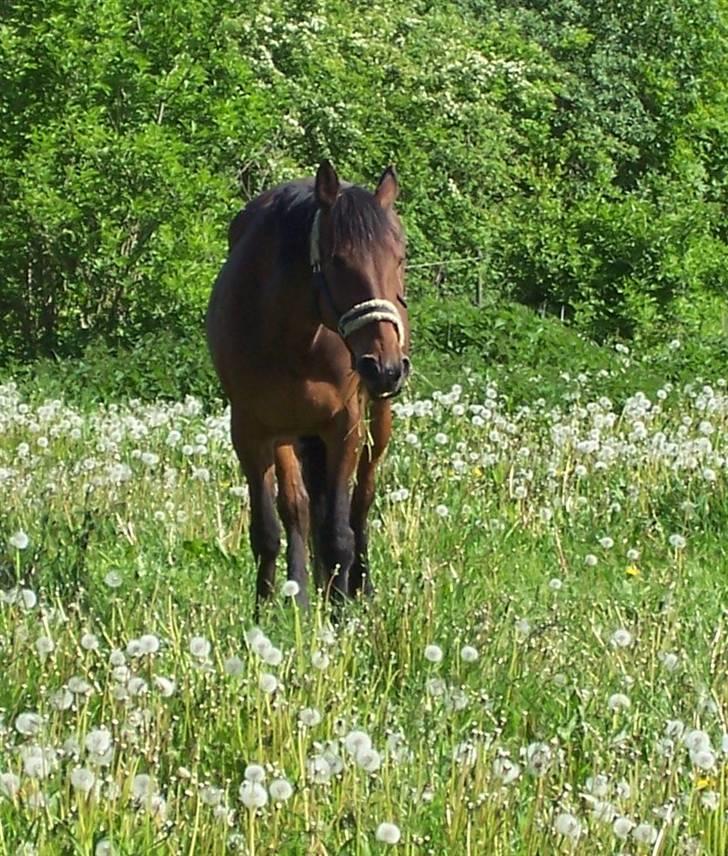 Traver *Christella* <3 billede 3