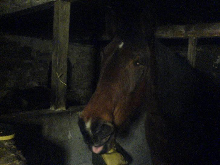 Traver *Christella* <3 - Christella ræker tunge billede 4