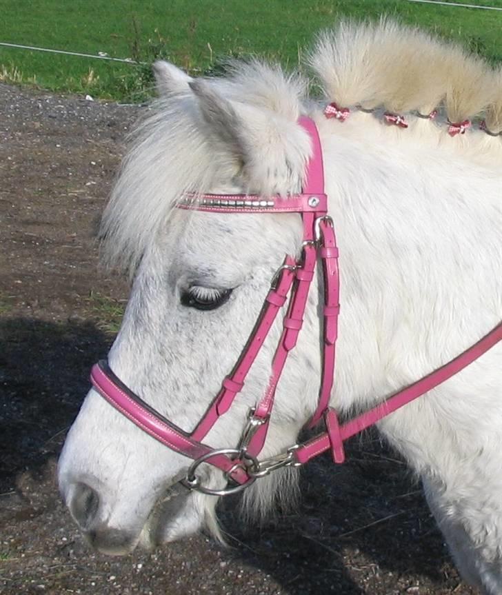 Shetlænder Tilde - Se hvor smuk hun er...<3 billede 6