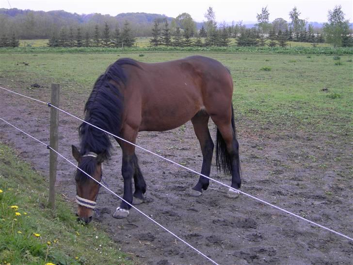 Traver *Christella* <3 billede 5