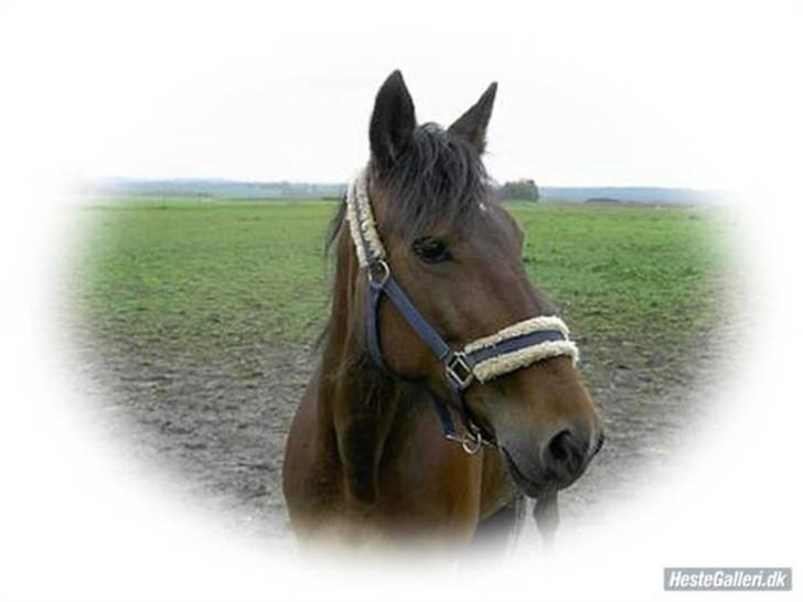 Traver *Christella* <3 - i love you putte verdens dejligeste hest billede 6